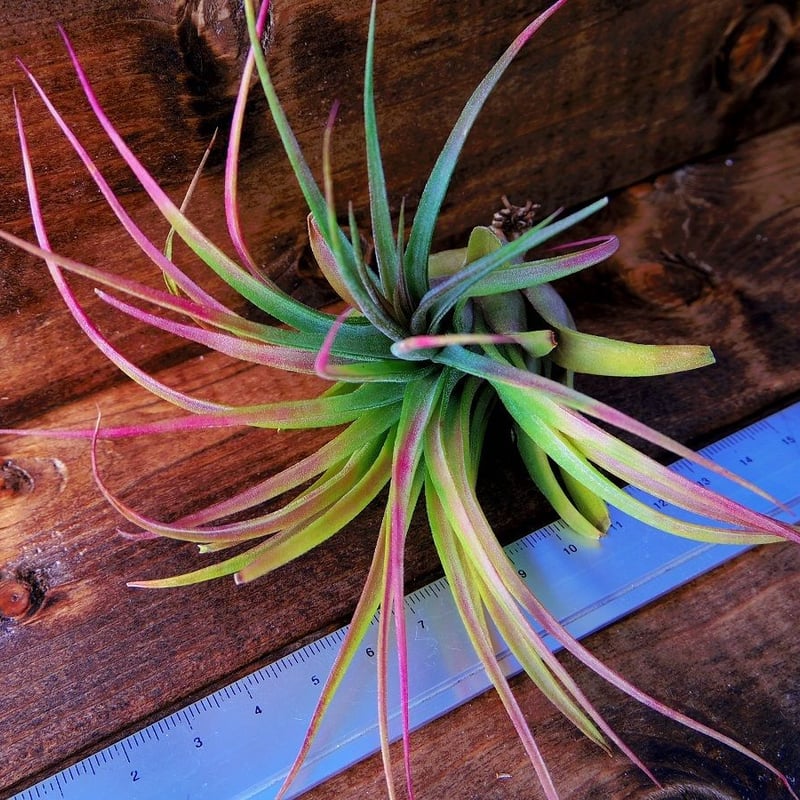 〈菫〉Tillandsia 'ドミンゴズビューティ' チランジア　ティランジア 菫〉Tillandsia 'ドミンゴズビューティ' チランジアエアープランツ 菫