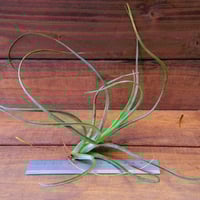 チランジア ／ イオナンタ プレデター (T.ionantha 'Predator') | 常