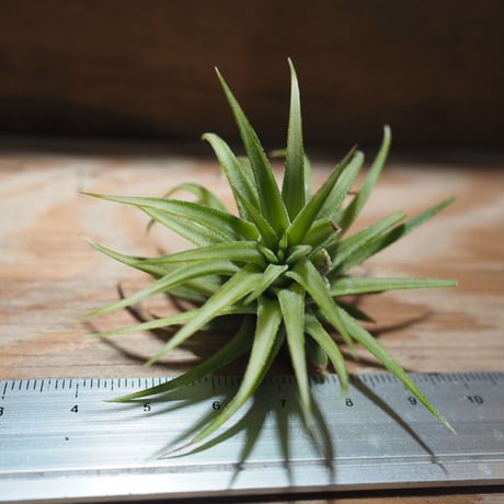 チランジア ／ イオナンタ アルボマージナータ　(T.ionantha 'Albo-Marginata')　＊A01/Feb23-02