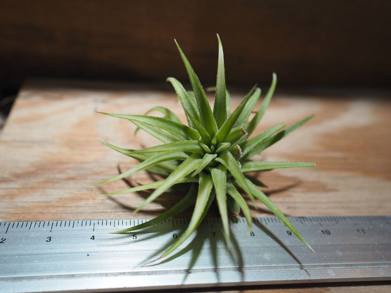 チランジア ／ イオナンタ アルボマージナータ (T.ionantha 'Albo-Margi