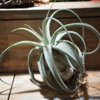 チランジア ／ エルグアポ (T.'El Guapo') ☆タイ農場 ＊A01/Jun24 |