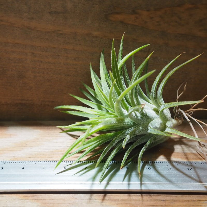 Tillandsia チランジア　4種類　18株セット（イオナンタ　アルビノ等） Tillandsia チランジア 4種類 18株セット（イオナンタ アルビノ等
