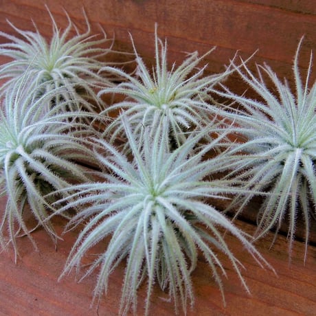 チランジア ／ テクトルム ファジーボール　(T.tectorum 'Fuzzball')