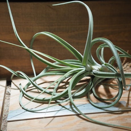 チランジア ／ パウシフォリア × ストレプトフィラ　(T.paucifolia × T.streptophylla)　＊A01/Dec26