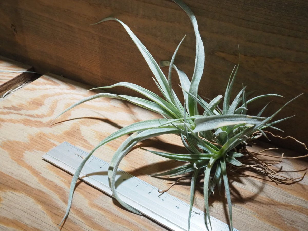 チランジア ／ チアペンシス M (T.chiapensis) ☆CD01/Apr17 | 常