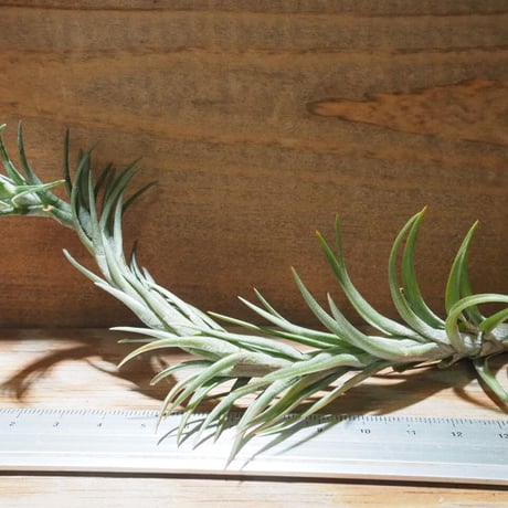 激レア)チランジア トリコレピス クローズドフォーム タイ便