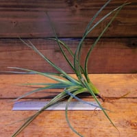 チランジア ／ ナチュラリーゴージャス (T.'Naturally Gorgeous') ☆1