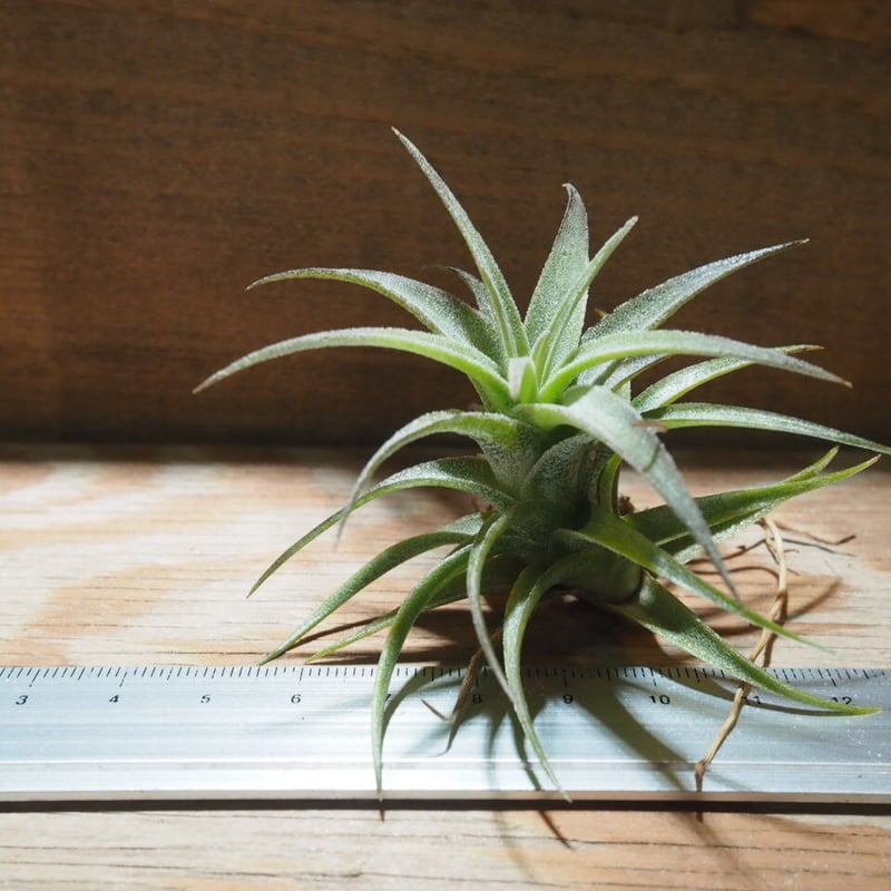チランジア ラティフォリア リューコフィラ チランジア ラティフォリア レウコフィラ Tillandsia latifolia