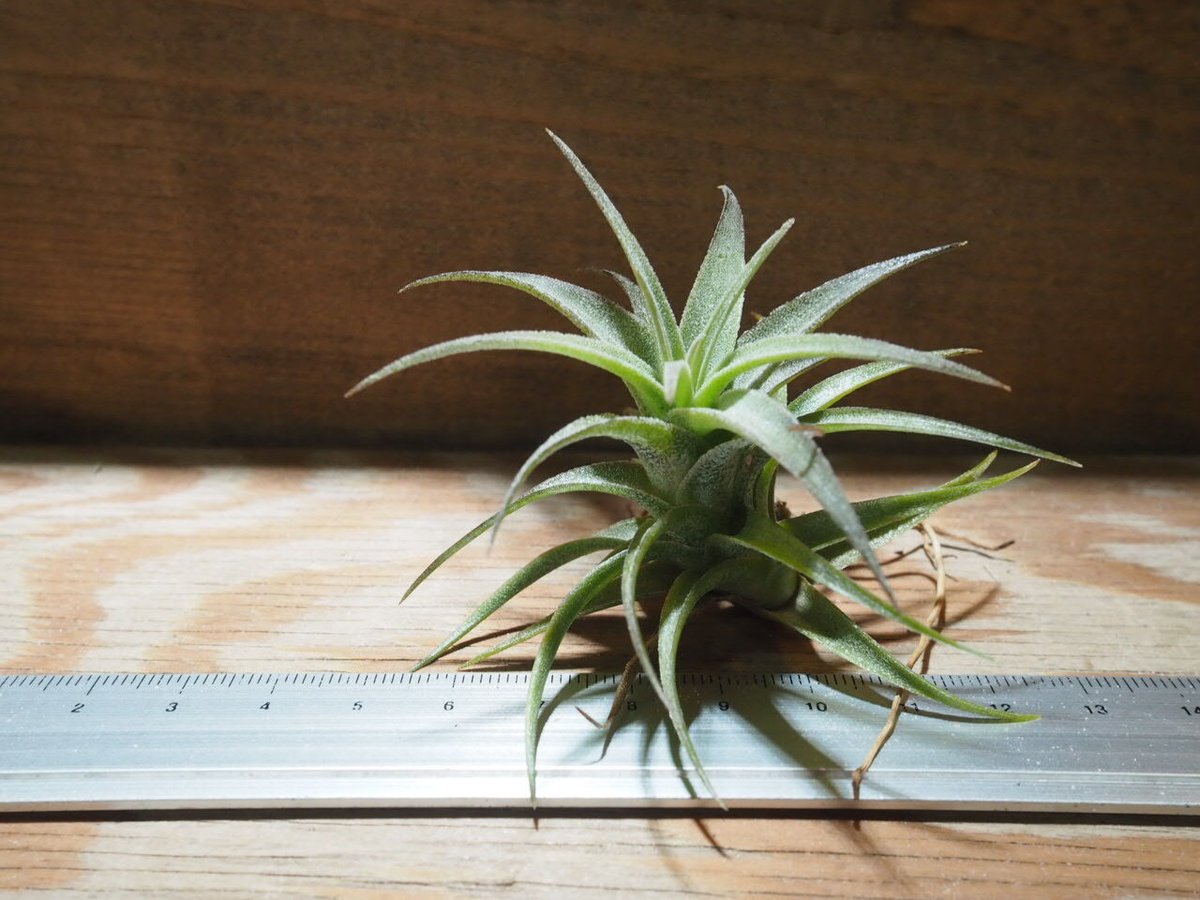 チランジア ／ ラティフォリア (T.latifolia) ☆GH01/Feb05 | 常葉植