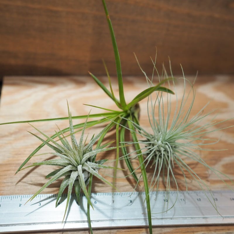 チランジア ／ 入門3点セット Bタイプ (Tillandsia B-type