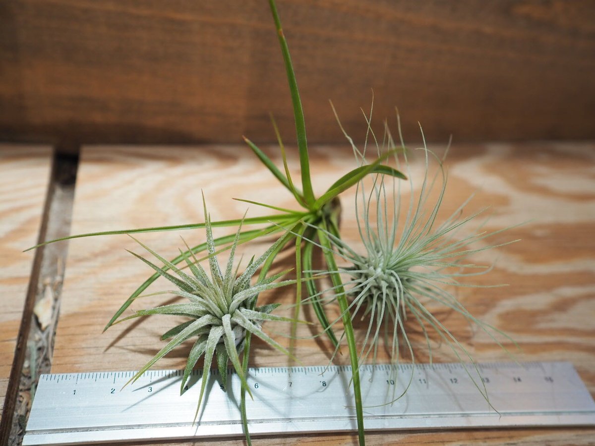 チランジア / 入門3点セット Bタイプ (Tillandsia B-type チランジア / 入門3点セット Bタイプ (Tillandsia B-type