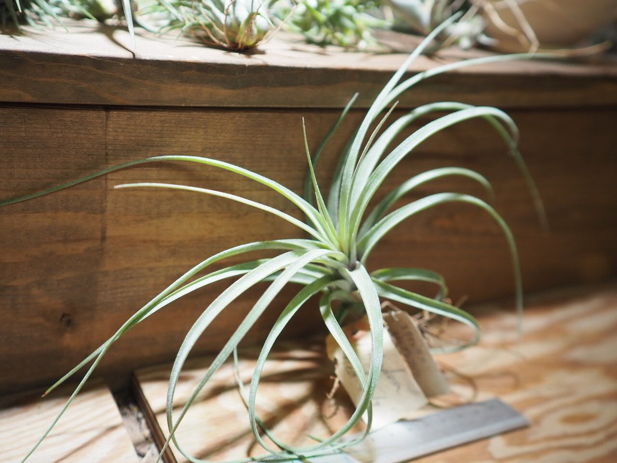 ブロメリア・エアープランツ Tillandsia 'Hedi Gulz' チランジア ／ ハイジグーツ (T.'Hedi Gulz') ＊A01/Jul05 | 常葉植