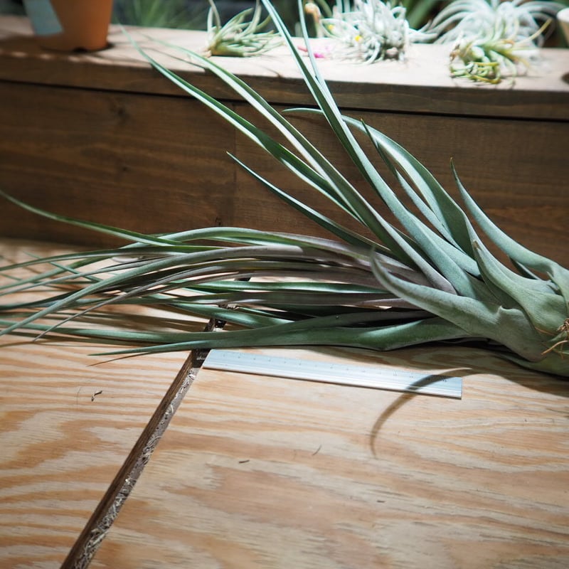 チランジア ストレプトフィラメキシコ × ソノランスノー チランジア ストレプトフィラメキシコ × ソノランスノー｜