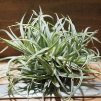 チランジア ／ ライラックスパイアー (T.'Lilac Spire') ☆12/12企画 |