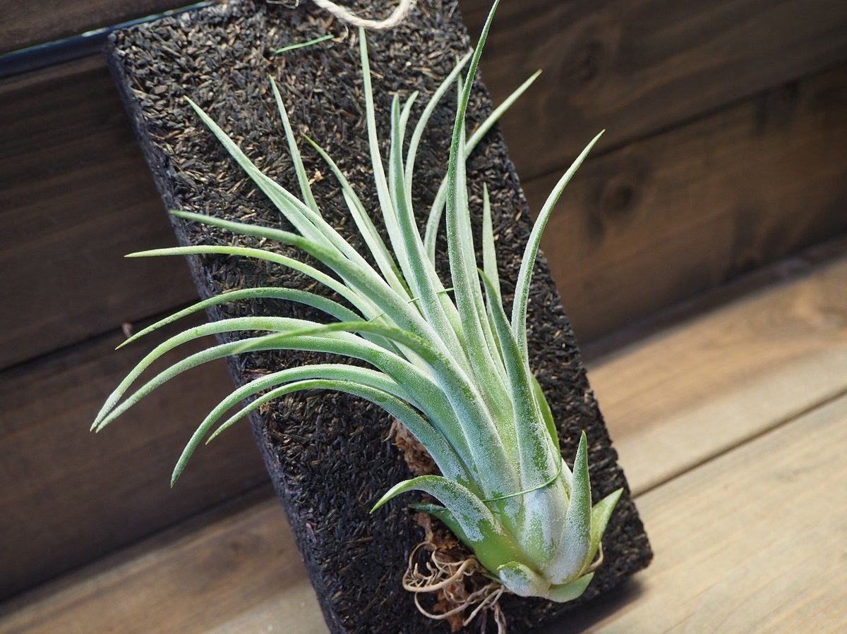 □チランジア着生用プレート (木製) L版 ×1枚 | 常葉植物園