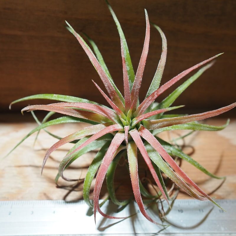 チランジア ／ イオナンタ ロン (T.ionantha 'Ron') ☆タイ農場 ＊A01/