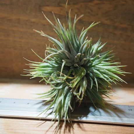 チランジア ／ イオナンタ ピーナッツ CL 　(T.ionantha 'Peanut')　＊A01/Jun05