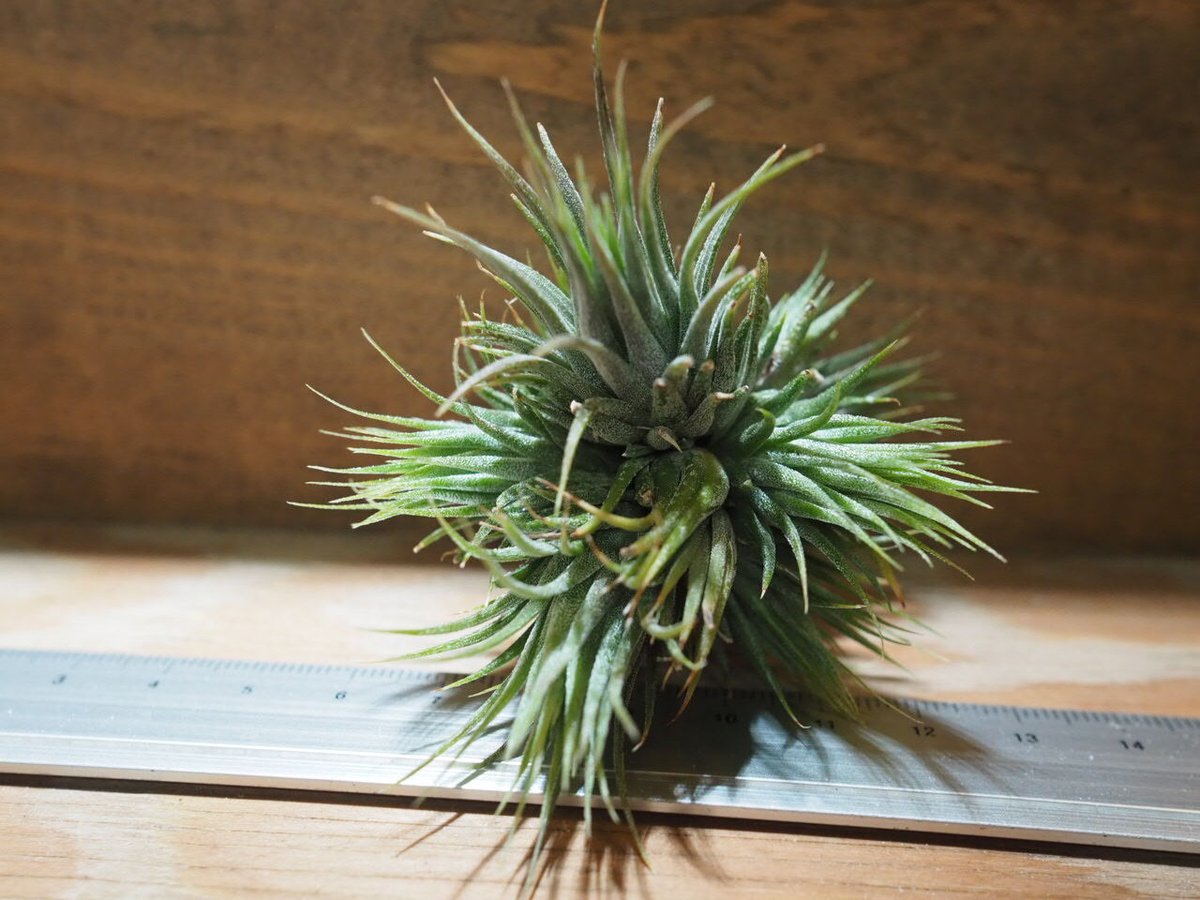 チランジア ／ イオナンタ ピーナッツ CL (T.ionantha 'Peanut