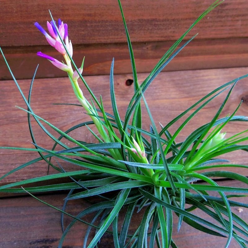 チランジア ／ ストリクタ グリーン CL (T.stricta 'Green') ＊A01/