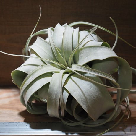 CATEGORY 学名・名称:X | 常葉植物園 Tokiwa Botanical-Garde CATEGORY 学名・名称:X | 常葉植物園 Tokiwa Botanical-Garde