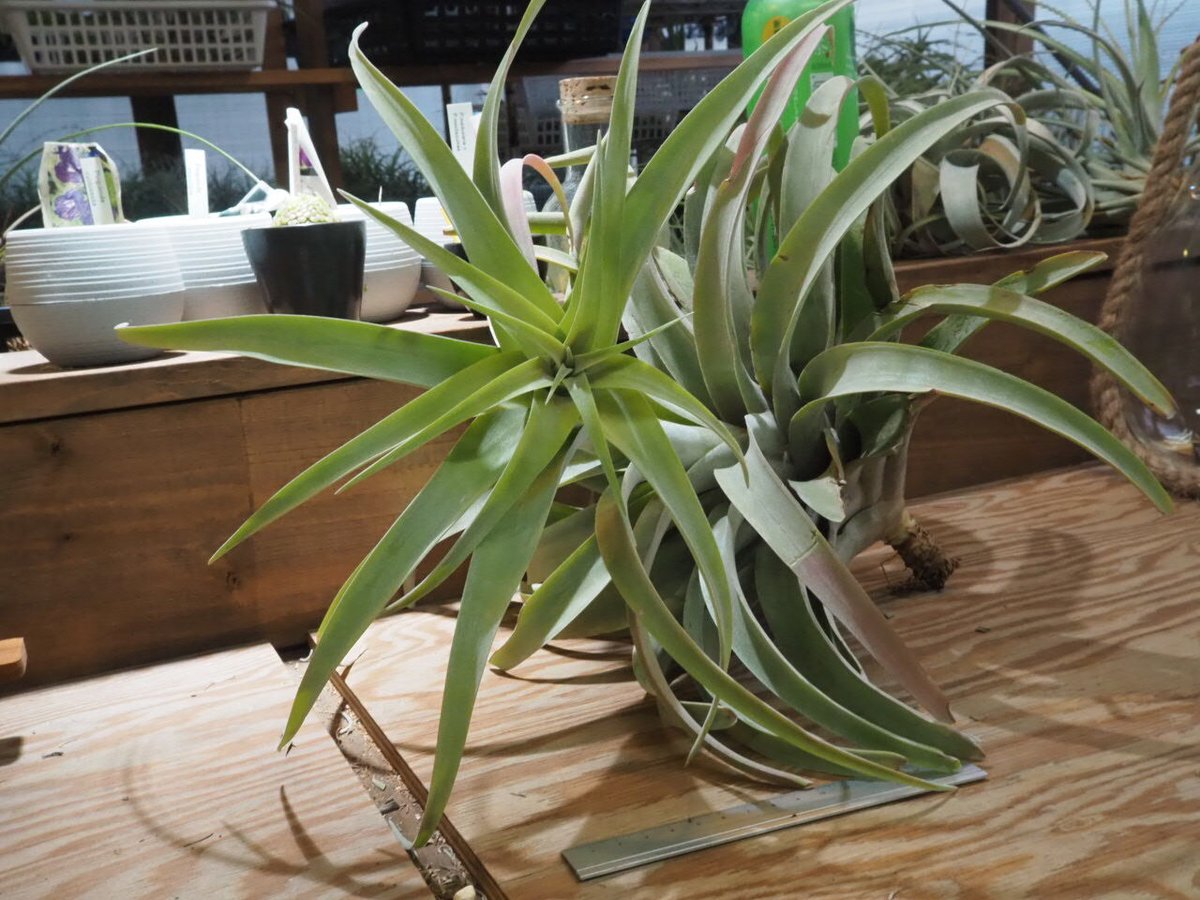 チランジア ／ カピタータ シルバーローズ XXL (T.capitata 'SilverRo