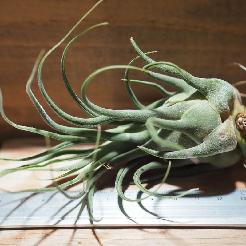 チランジア ／ セレリアナ ミニパープル (T.seleriana 'Mini Purple'