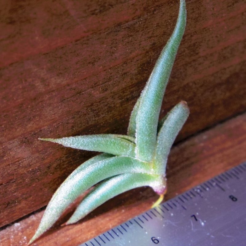 チランジア ／ テネブラ (T.tenebra) | 常葉植物園 Tokiwa Botanic