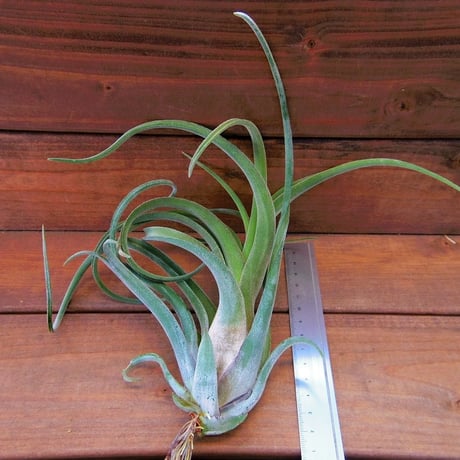 チランジア ／ ストレプトフィラ × ファシクラータ　(T.streptophylla × T.fasciculata)