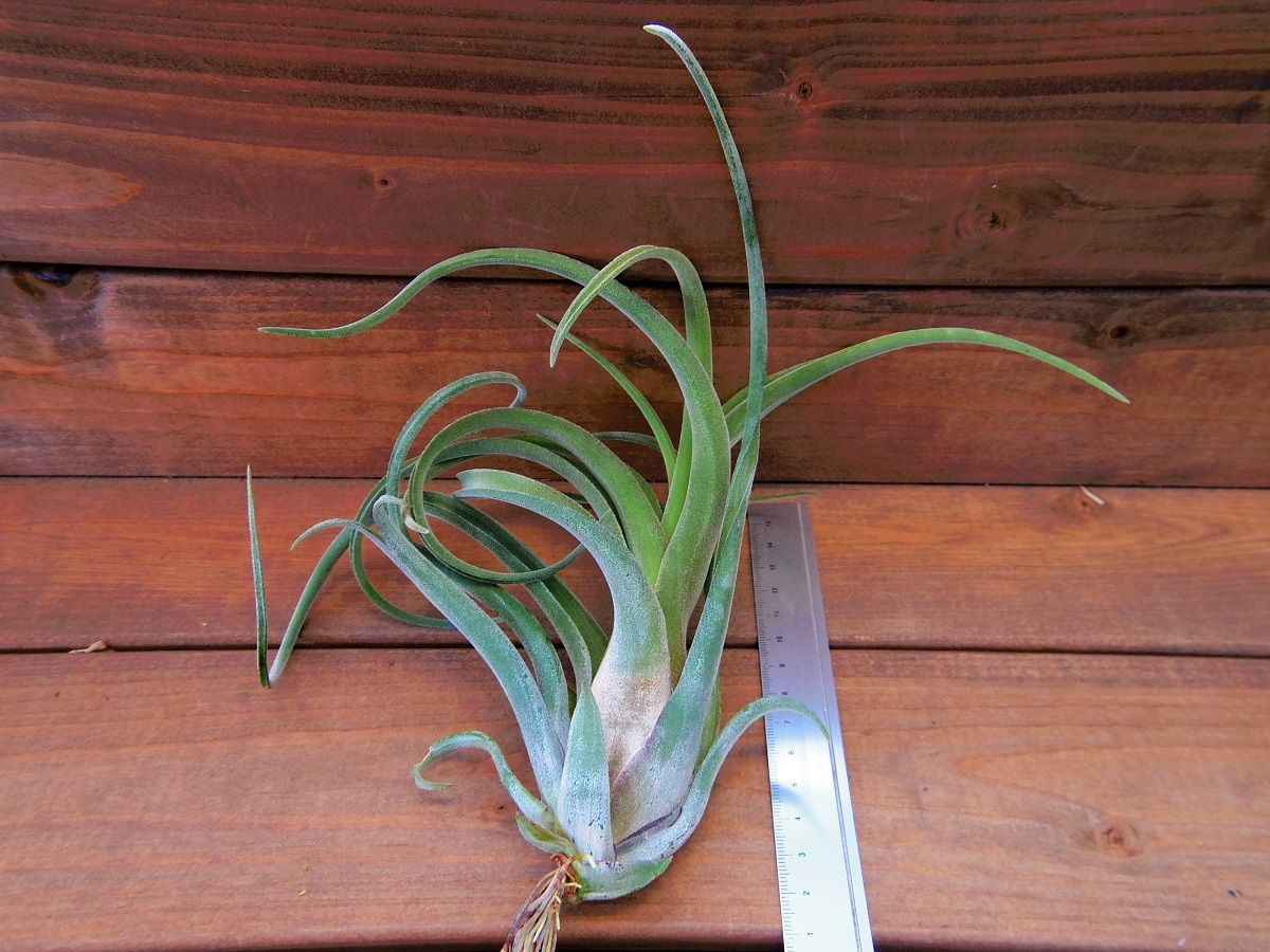 チランジア　ファシクラータ v.デンシスピカ x サブテレス 楽天市場】チランジア ファシクラータ M size (エアープランツ