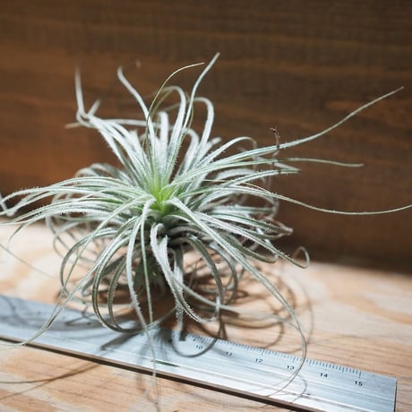 チランジア ／ テクトルム ピンクッション　(T.tectorum 'Pincushion')　＊A01/Nov26