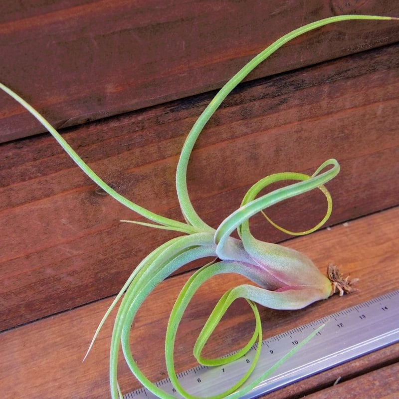 チランジア ／ シスターテレサ (T.'Sister Theresa') | 常葉植物園 To