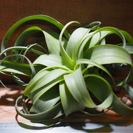 チランジア ／ ストレプトフィラ × キセログラフィカ　(T.streptophylla × T.xerographica)　＊A01/Mar20-01