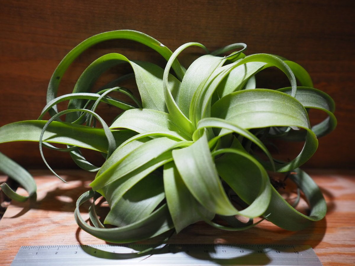 チランジア コンコロール × ストレプトフィラ セレクテッド