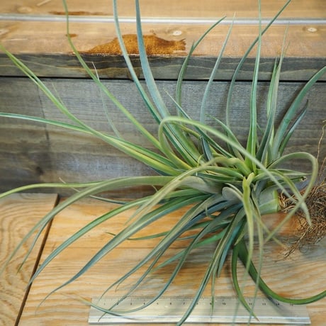チランジア ／ ポーリアナ × レクルヴィフォリア　(T.pohliana × T.recurvifolia)　＊A02/Dec11