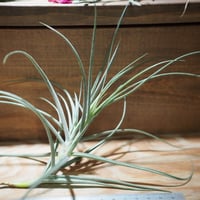 チランジア　カウツキー fit=scale-down,w=1200