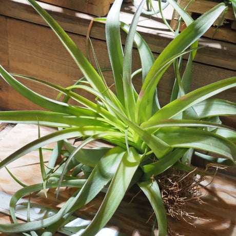 チランジア ／ ストレプトフィラ × キセログラフィカ　(T.streptophylla × T.xerographica)　★ZZ01/Dec22