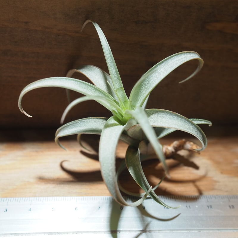 Tillandsia Curly Fatso チランジア カーリーファッツォ チランジア