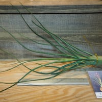 チランジア ／ ストレプトカルパ ミニX (T.streptocarpa 'Mini X')