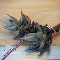 チランジア / イオナンタ クレステッドフォーム (T.ionantha チランジア / イオナンタ クレステッドフォーム (T.ionantha