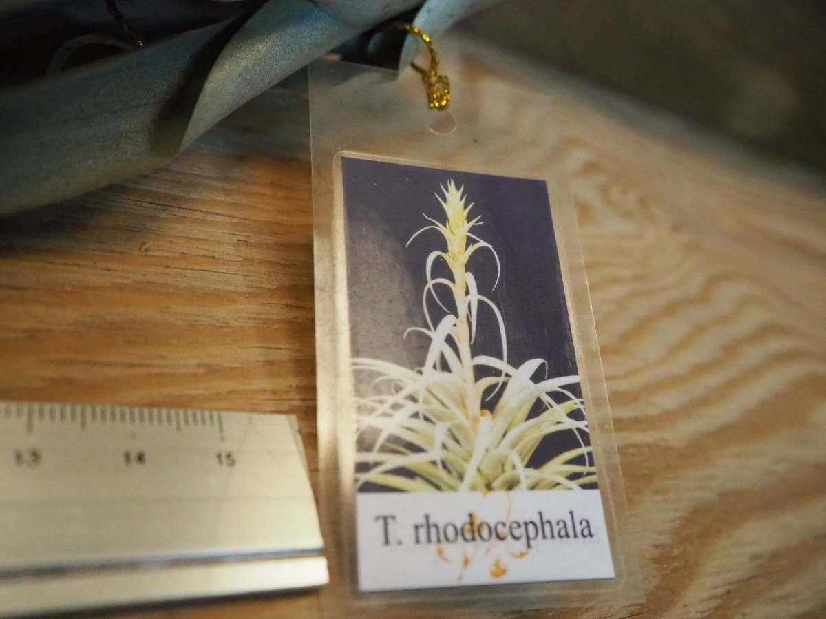 チランジア ／ ロドセファラ (T.rhodocephala) ＊A02/Dec11 | 常葉