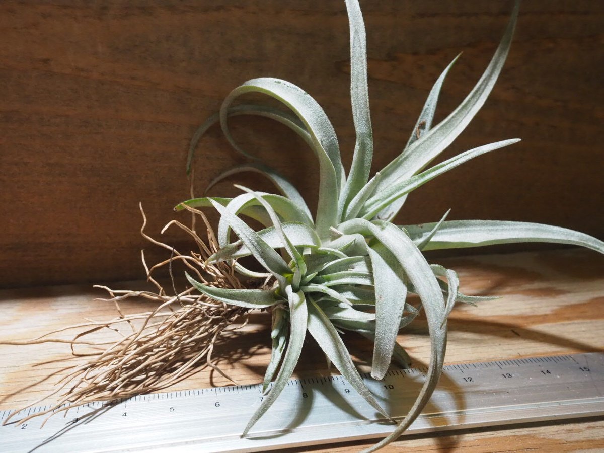 チランジアカピタータルブラ x ロシー