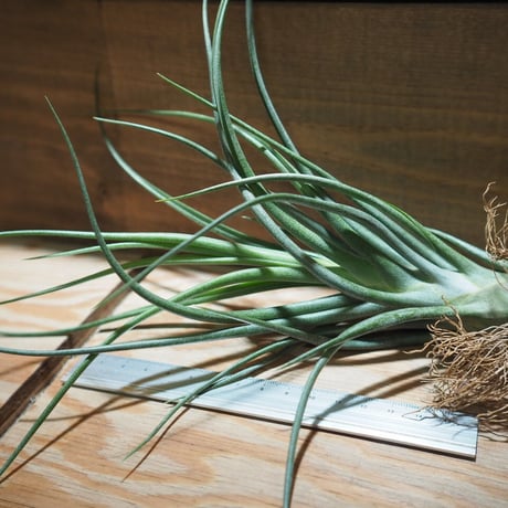 チランジア ／  ブルボーサ × プエブレンシス　(T.bulbosa × T.pueblensis)　＊A01/Apr15