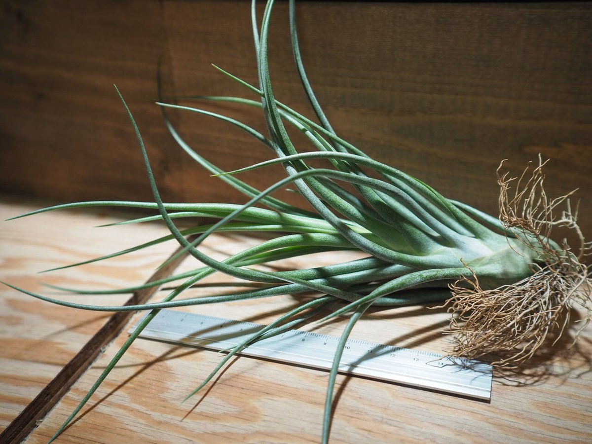 チランジア ／ ブルボーサ × プエブレンシス (T.bulbosa × T.pueblen