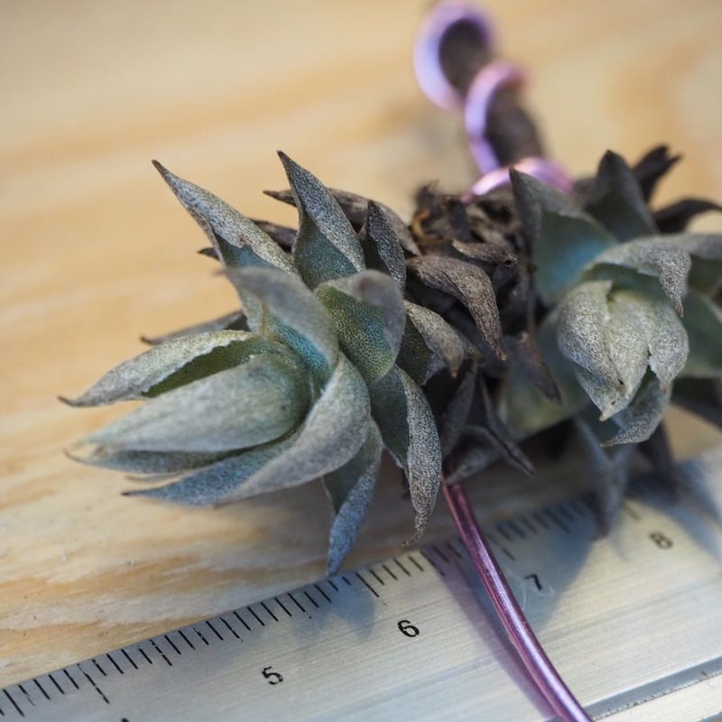 チランジア ／ レクリナータ 双頭 (T.reclinata) ＊A02/J03