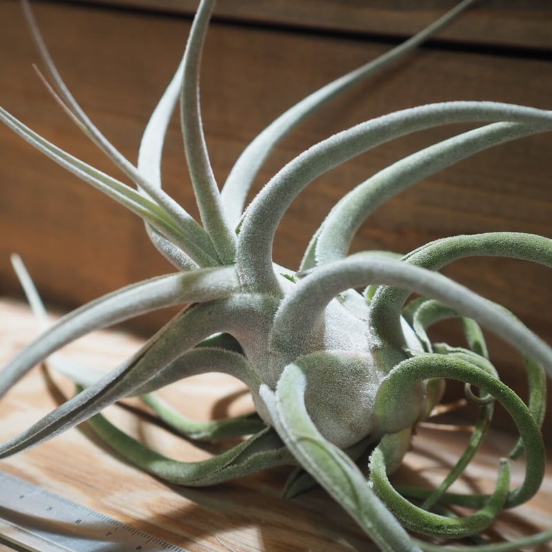 チランジア ／ エーレルシアナ XXL (T.ehlersiana) ☆CD01/Nov27