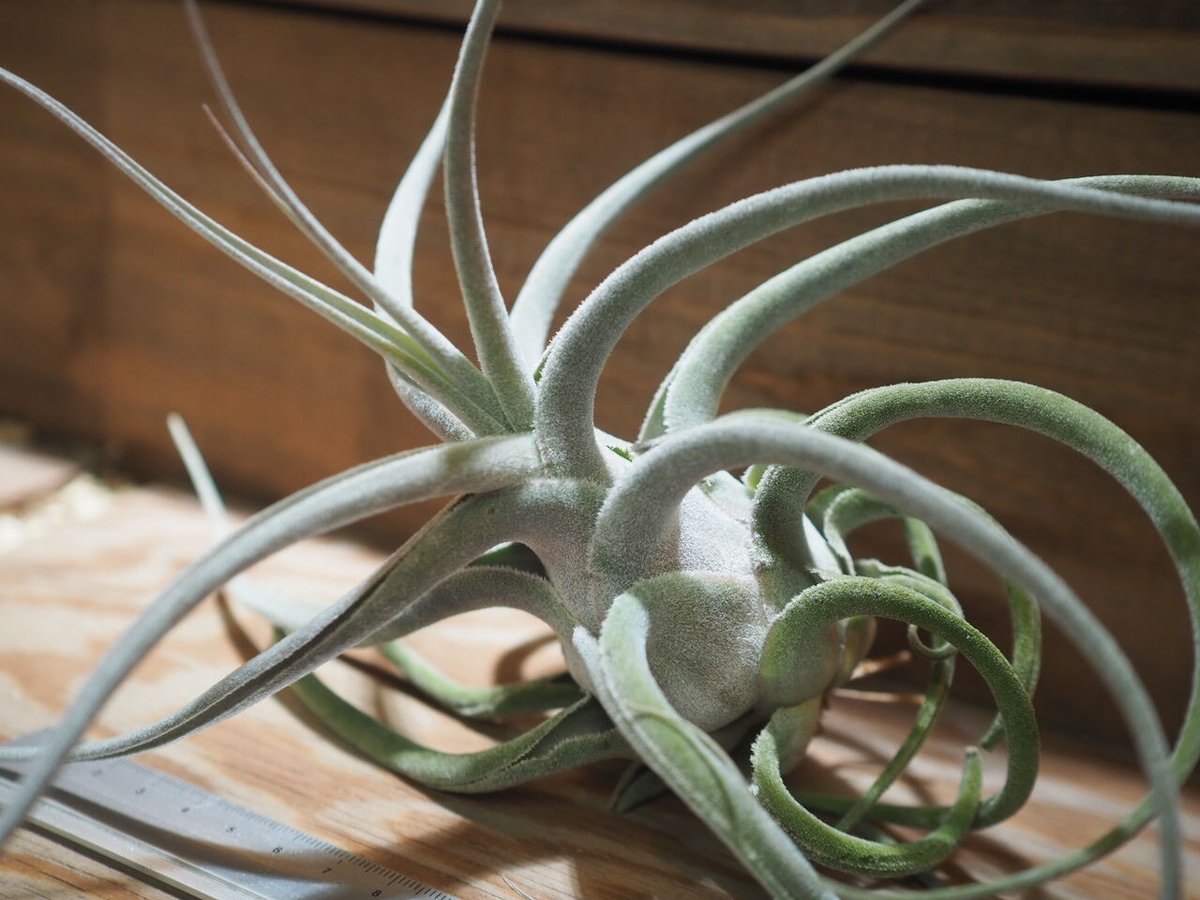 チランジア エーレルシアナ(DP) 1苗 観葉植物