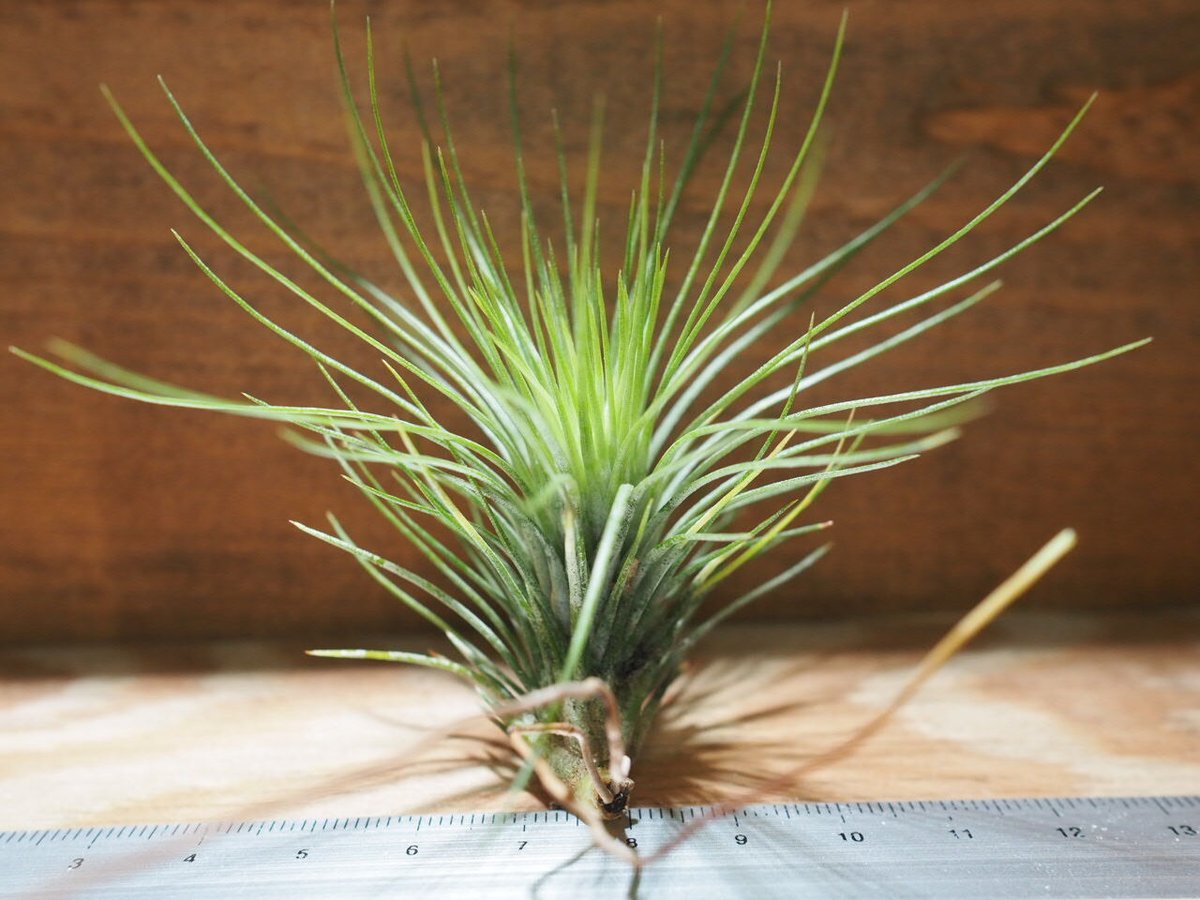 チランジア ／ アンドレアナ × フンキアナ (T.andreana × T.funkiana