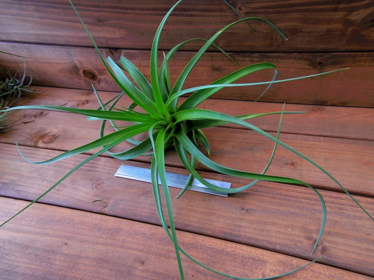 チランジア ／ ケゲリアナ × ロシー (T.kegeliana × T.rothii) |