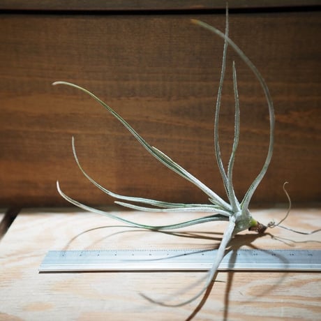 【健太郎】ティランジア2点セット 健太郎様専用】ティランジア2点セット