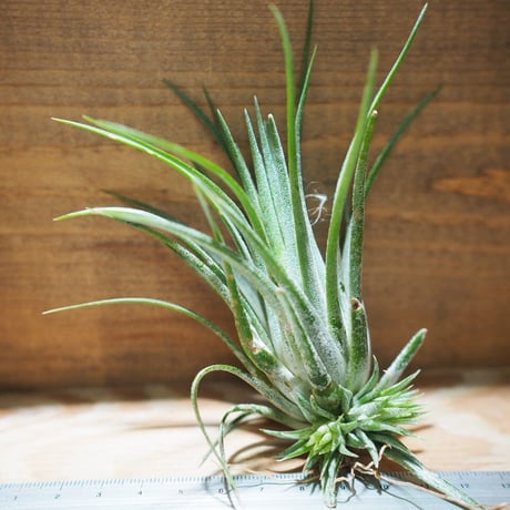 チランジア ／ イオナンタ トールベルベット　(T.ionantha 'Tall Velvet')　＊A01/Jul05